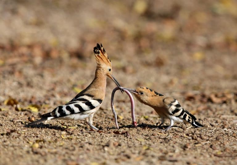 Hoopoe feeding juvenile