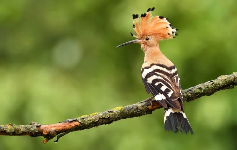 Hoopoe profile