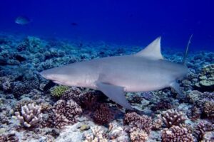 Lemon Fish Rickshark Lemon Shark Facts - Fact Animal
