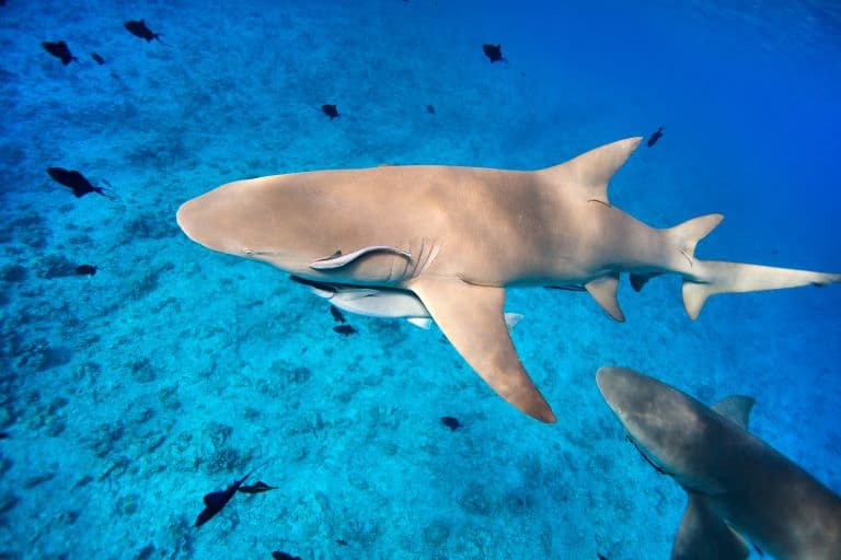 Lemon Shark hunting small fish