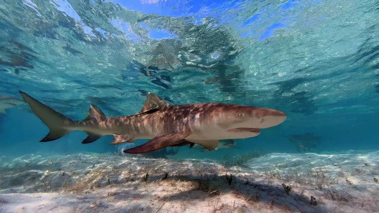 Lemon Shark profile