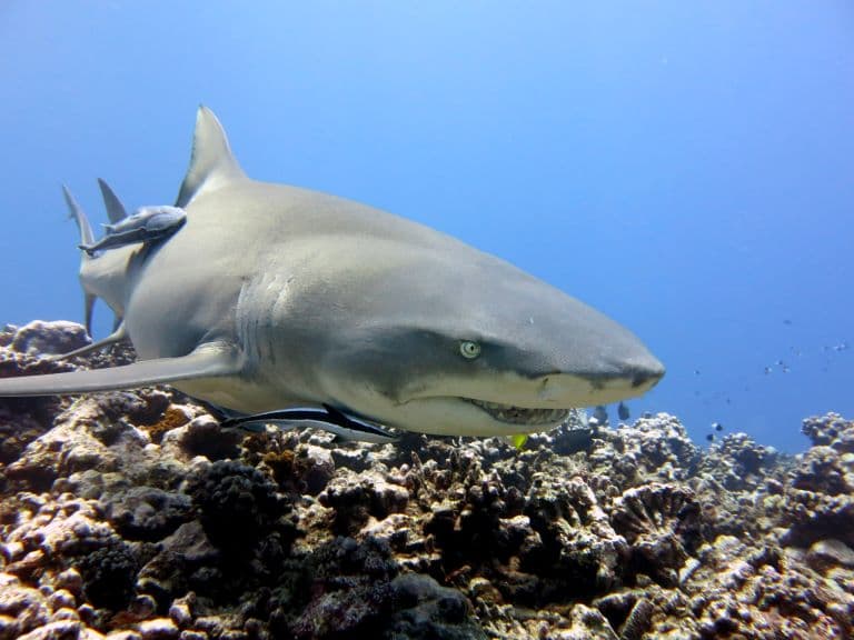 Lemon Shark swimming 