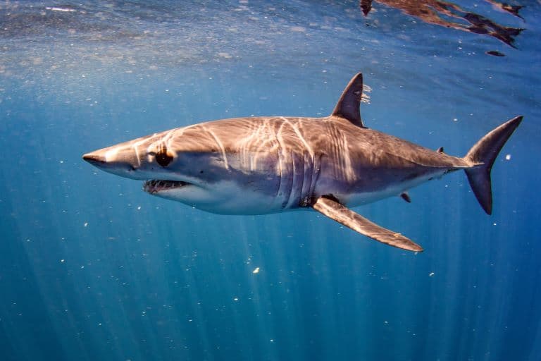 Mako Shark profile