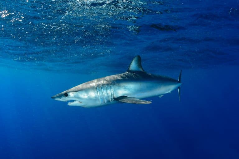 Mako Shark in the blue sea