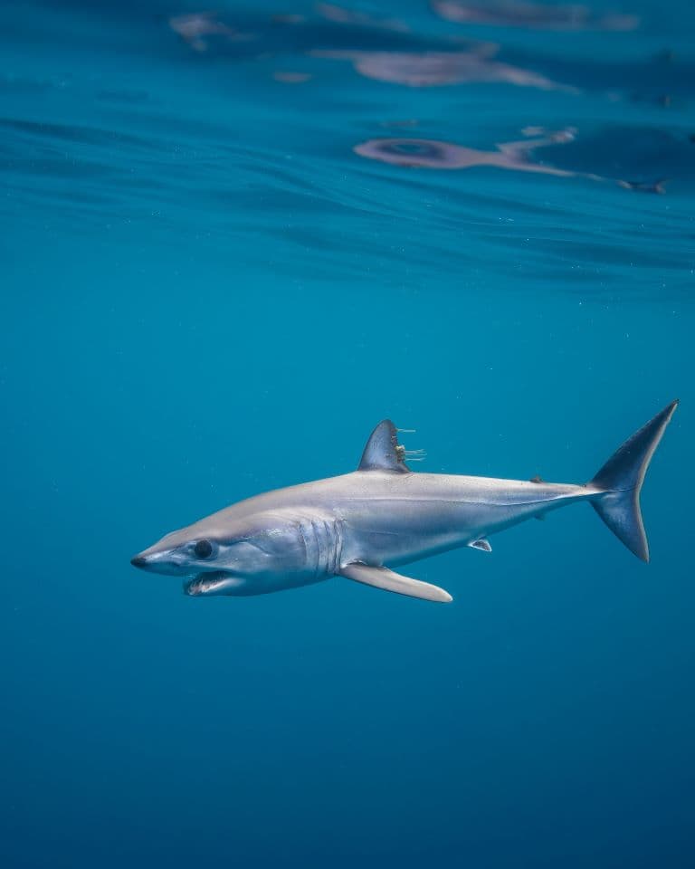 Mako shark swimming