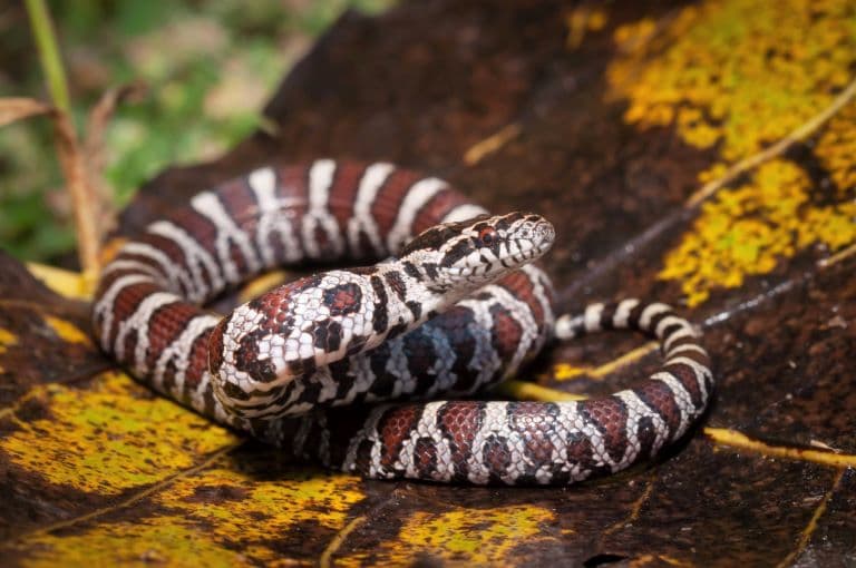 Milk Snake looking beautiful