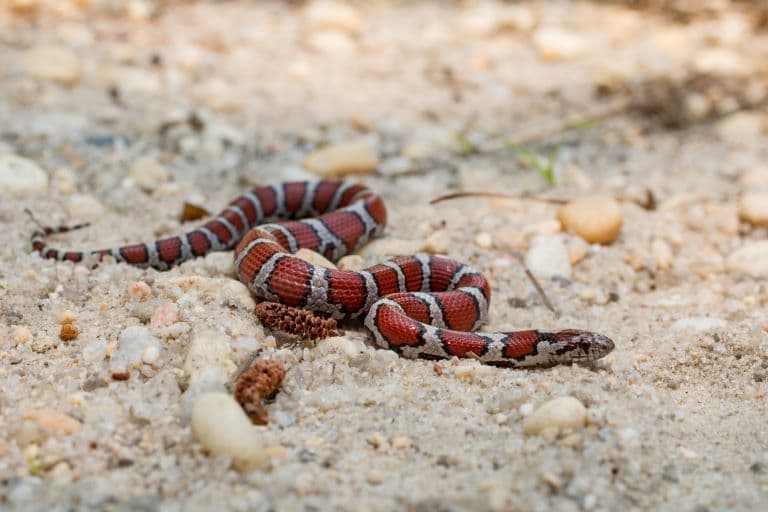 Milk Snake crawling