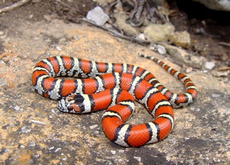 Milk snake resting