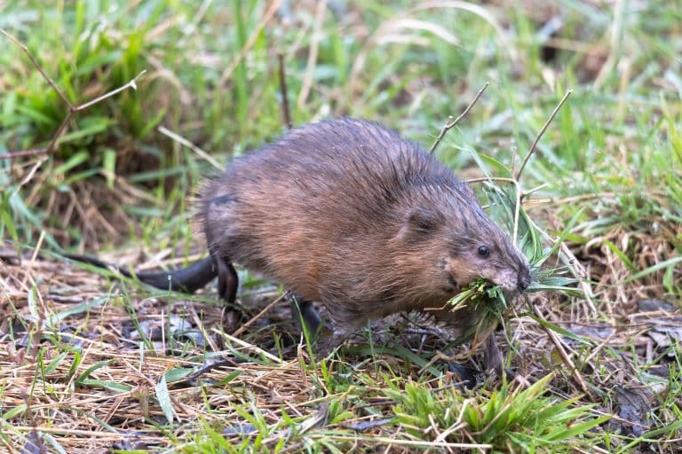 Muskrat eating grass