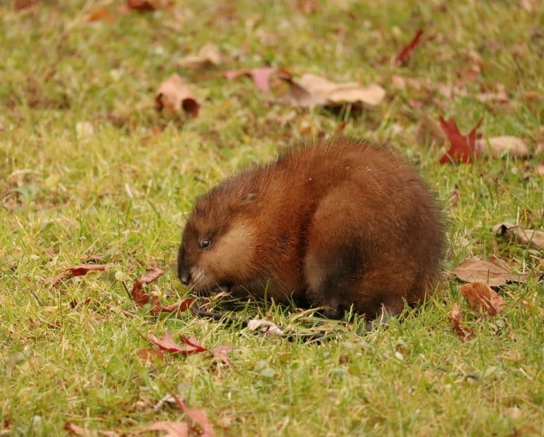 Muskrat looking very cute