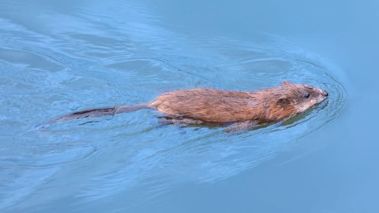 Muskrat floating on water