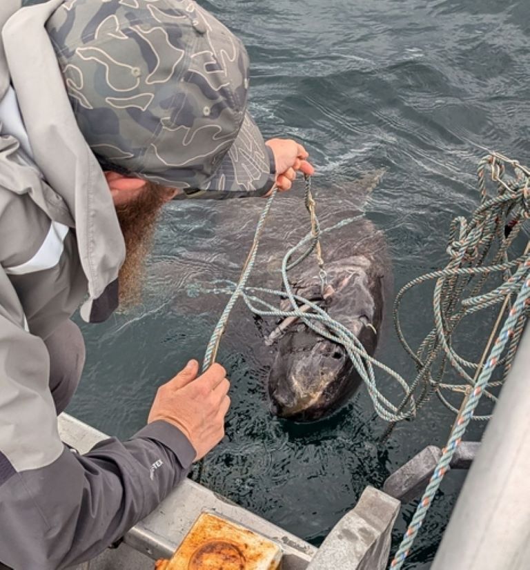 Pacific Sleeper Shark caught by a fisher man