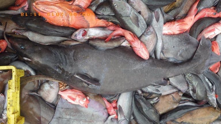Pacific Sleeper Shark profile
