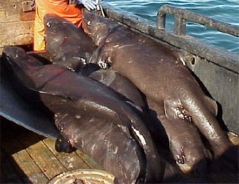 Pacific Sleeper Shark group on a boat