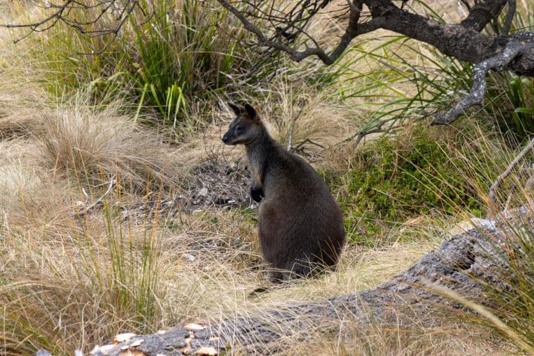 Pademelon alone in the bush