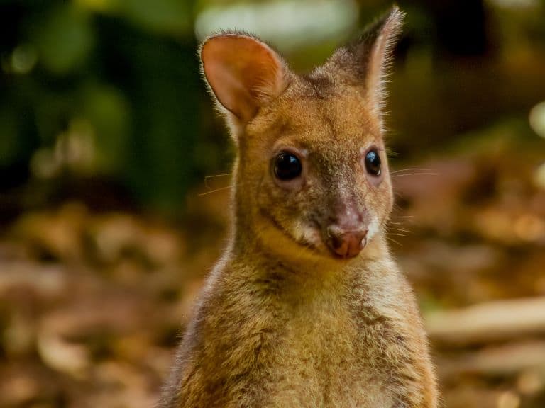 Pademelon profile