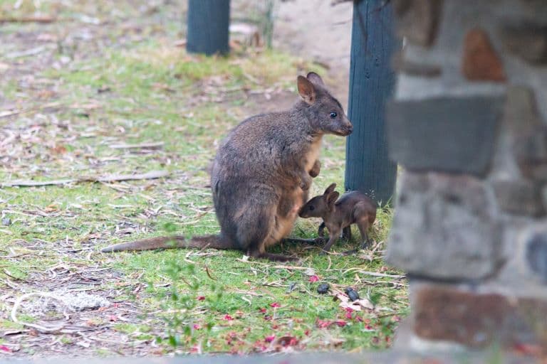 Pademelon with young one