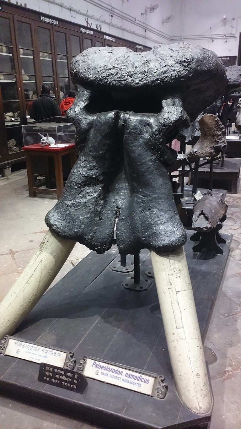 Palaeoloxodon namadicus tusks