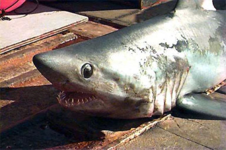 Porbeagle shark profile
