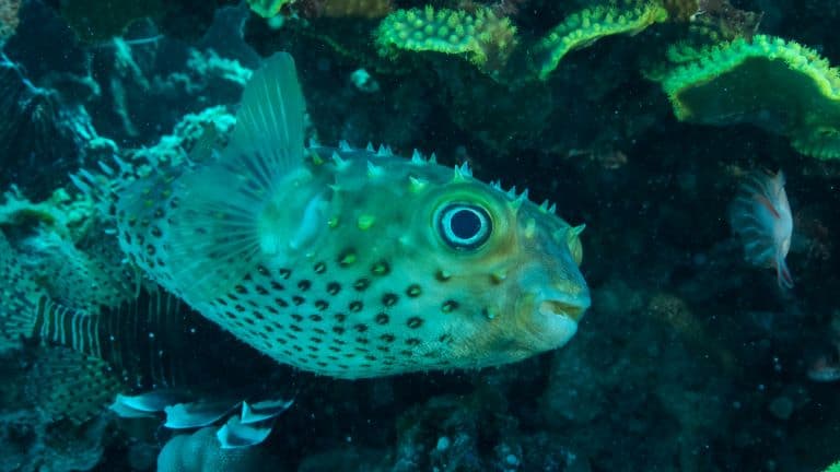 Porcupinefish looking cute in the corals