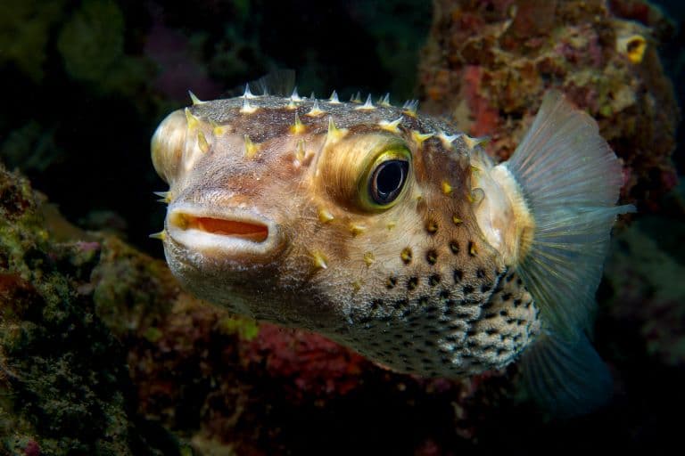Porcupinefish profile
