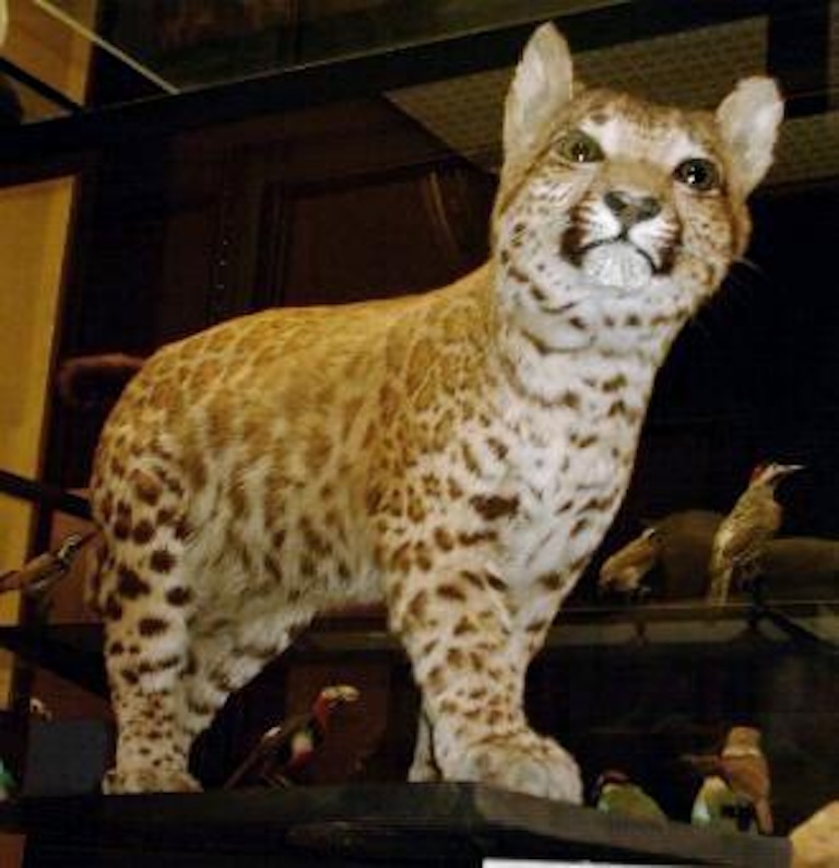 Pumapard cute face