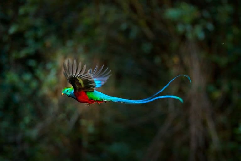 Quetzal flying