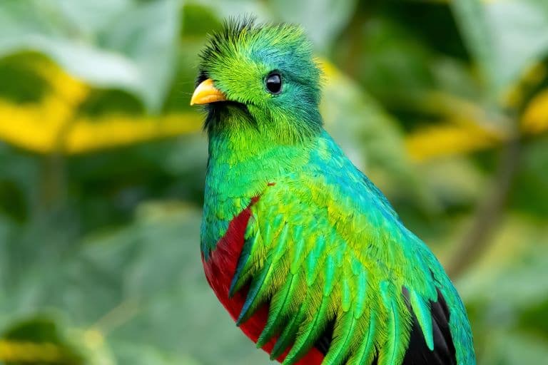 Quetzal profile