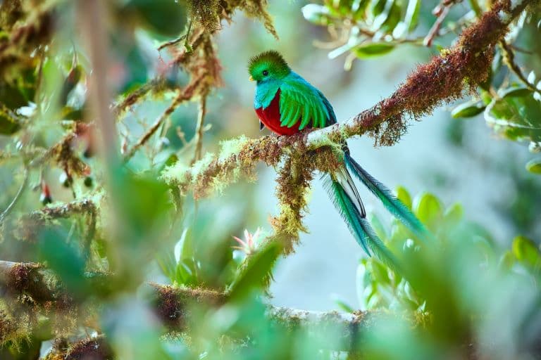 Quetzal resting on a tree branch