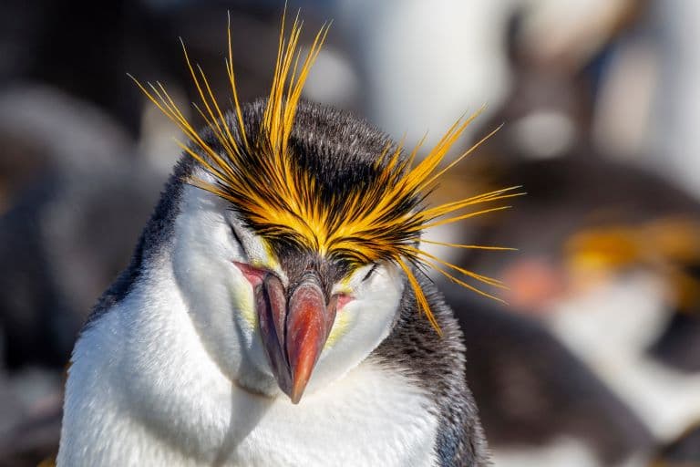 Royal penguin profile