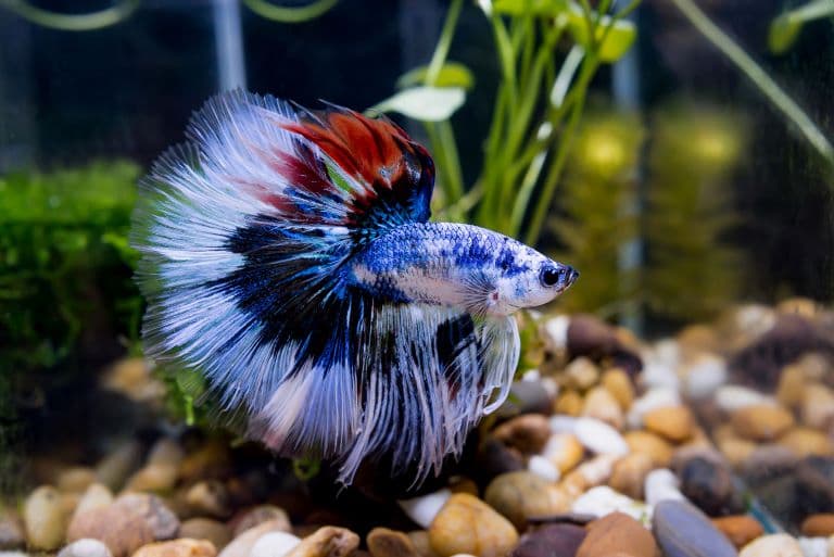 Siamese Fighting Fish profile