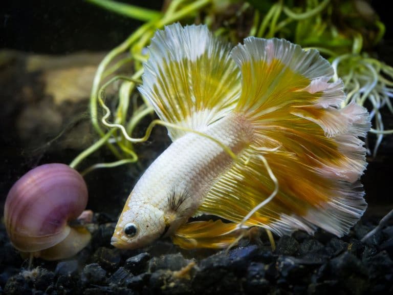 Siamese Fighting Fish near a snail