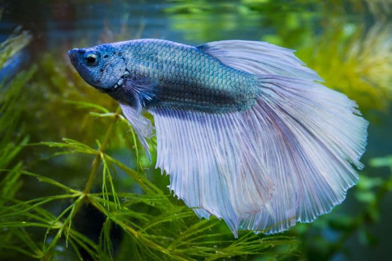 Siamese Fighting Fish swimming