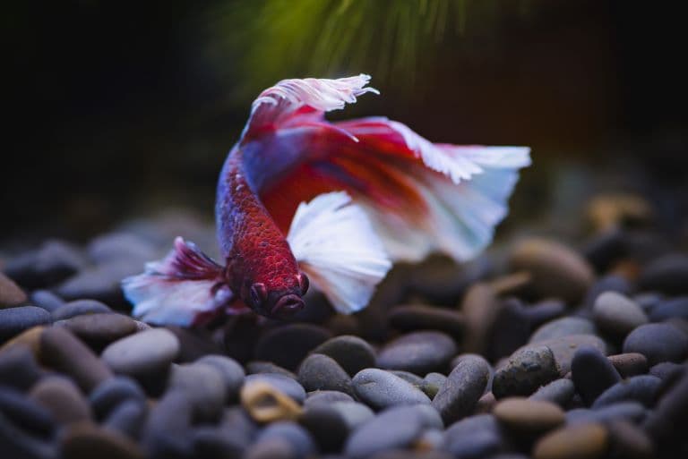Siamese Fighting Fish in a water tank