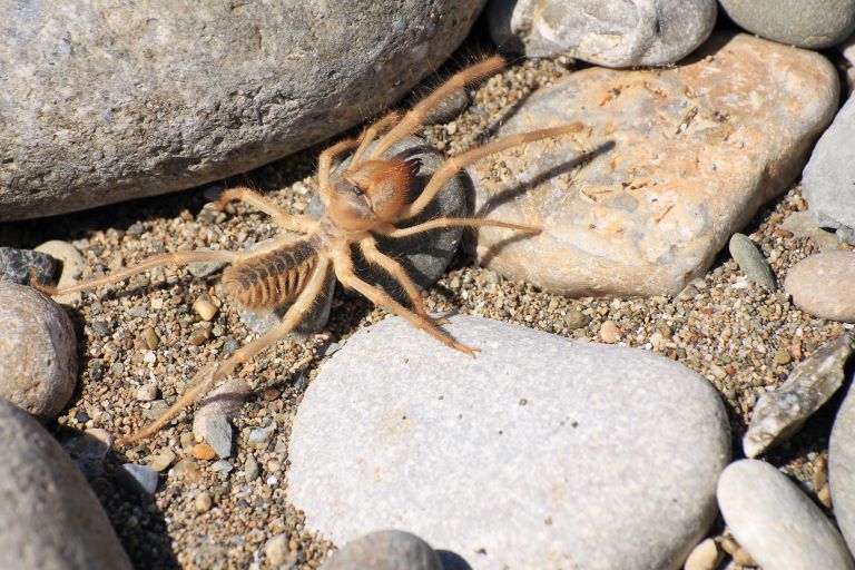 Solifugae crawling in the rocks