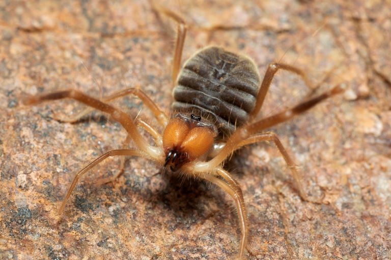 Solifugae profile