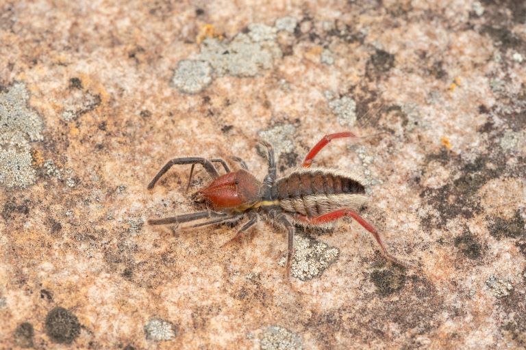 Solifugae on a rock