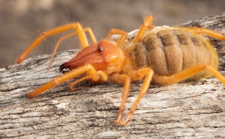 Solifugae on a piece of wood