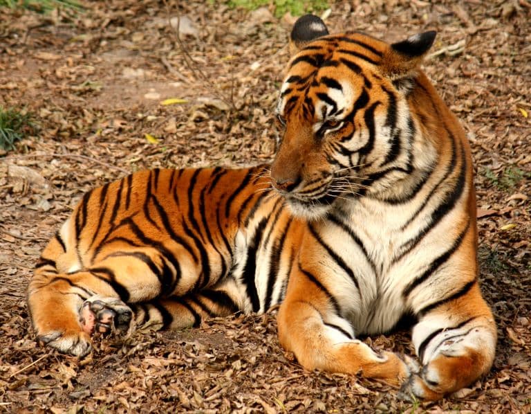 South China Tiger profile