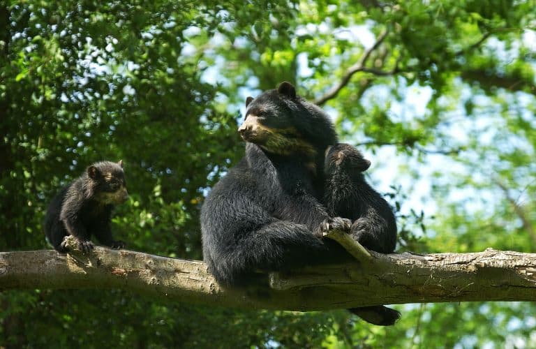 Spectacled Bear with a cub