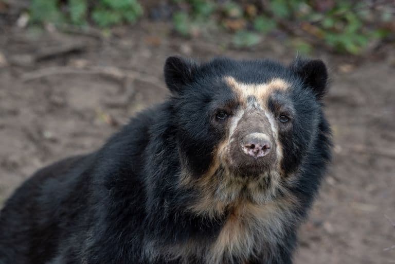 Spectacled Bear profile
