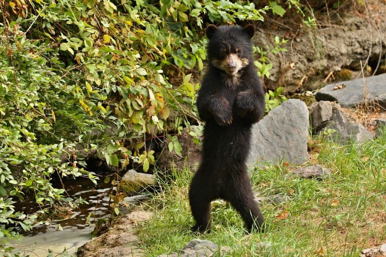 Spectacled Bear standing upright