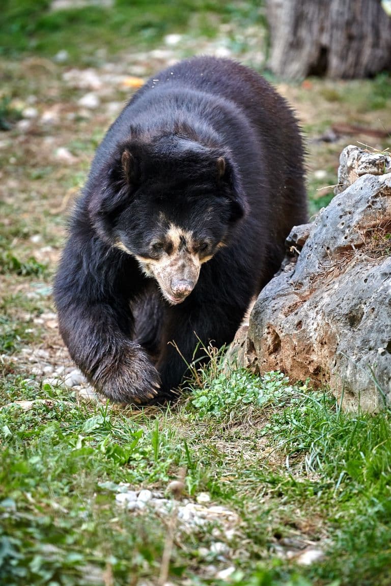 Spectacles Bear walking