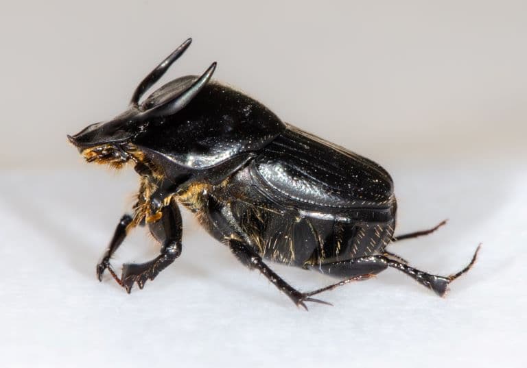 Taurus Scarab profile