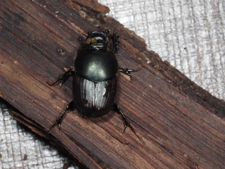 Taurus Scarab on a piece of wood