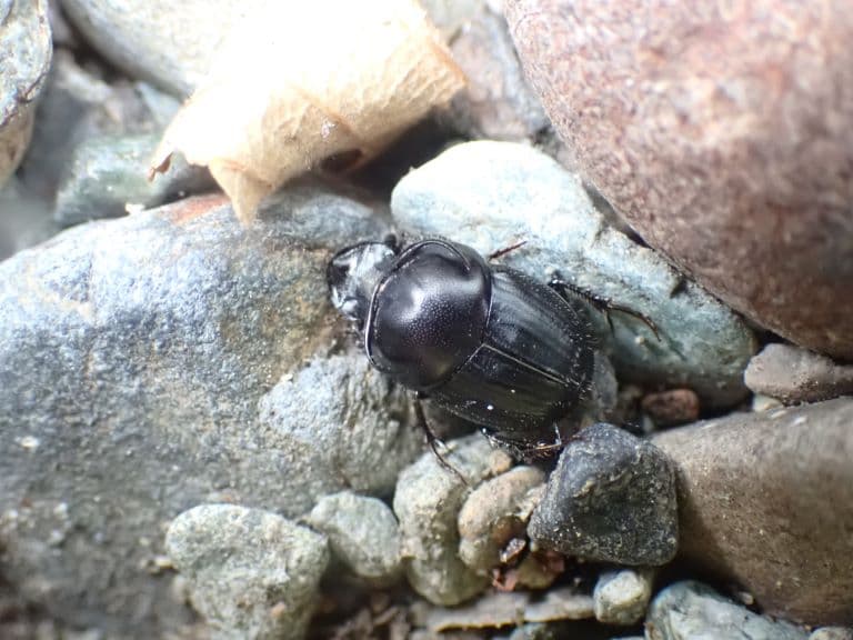 Taurus Scarab in the rocks