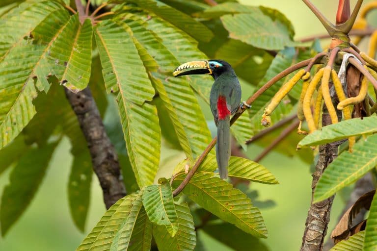 Toucan eating