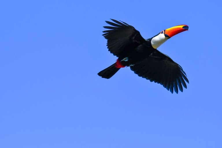 Toucan flying