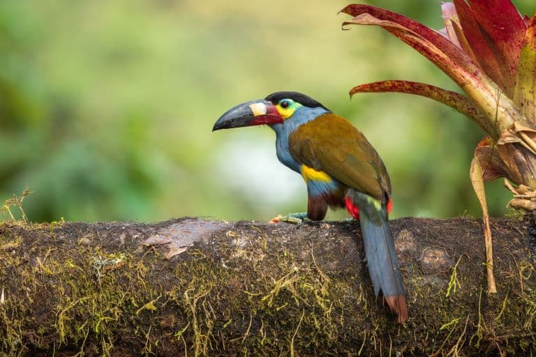 Toucan gazing