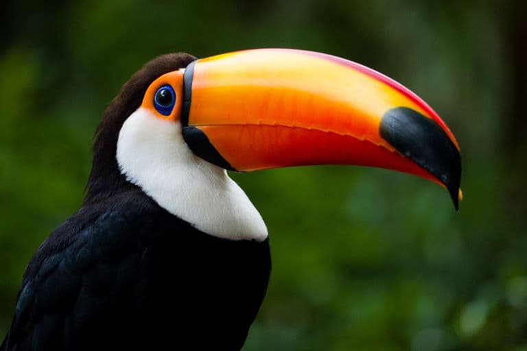 Toucan profile